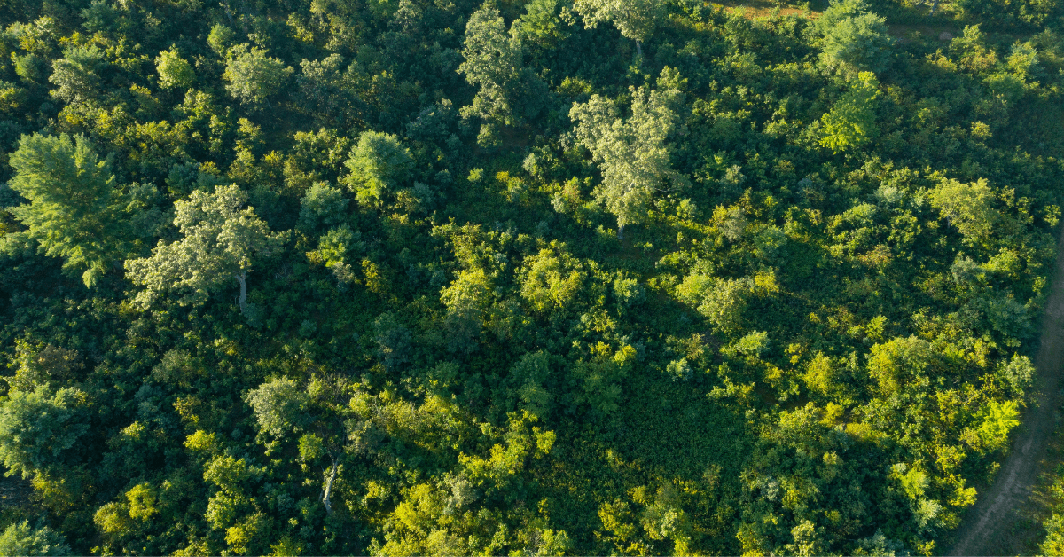 Three Reasons to Implement Timber Stand Improvement on Your Property